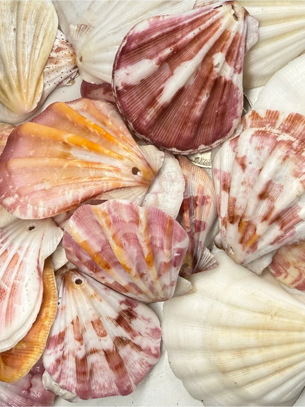 New! Natural Folded Scallops Pre Drilled Holes DIY Jewelry Making Crafting Lot